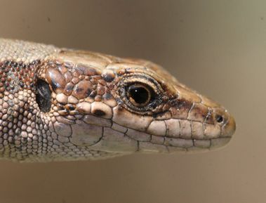 Lucertola di Horvath?  No,  Podarcis muralis!